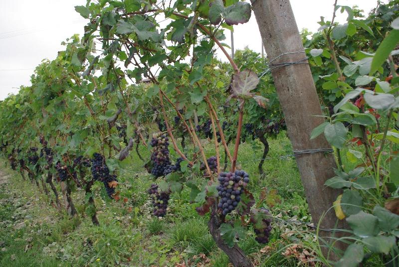 Naturalmente Wine Resort - Genel