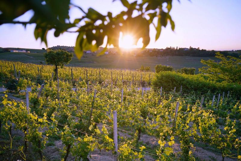 Naturalmente Wine Resort - Genel