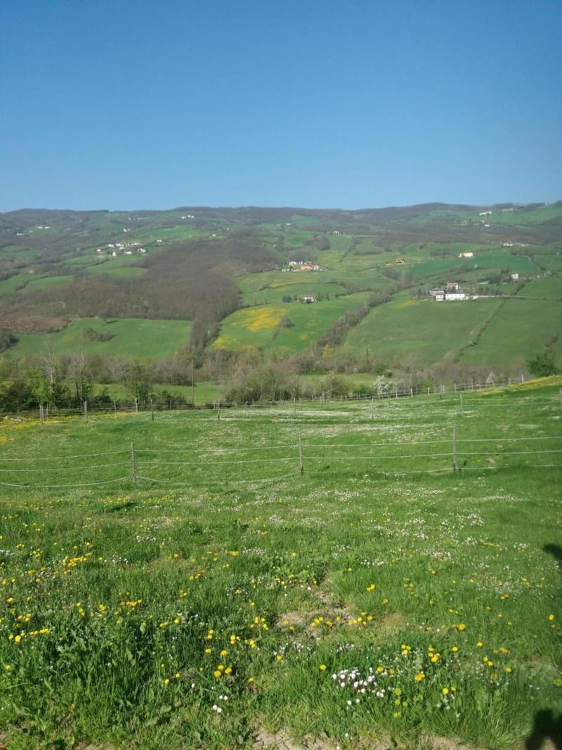 Fattoria Ca' di Fatino - Genel