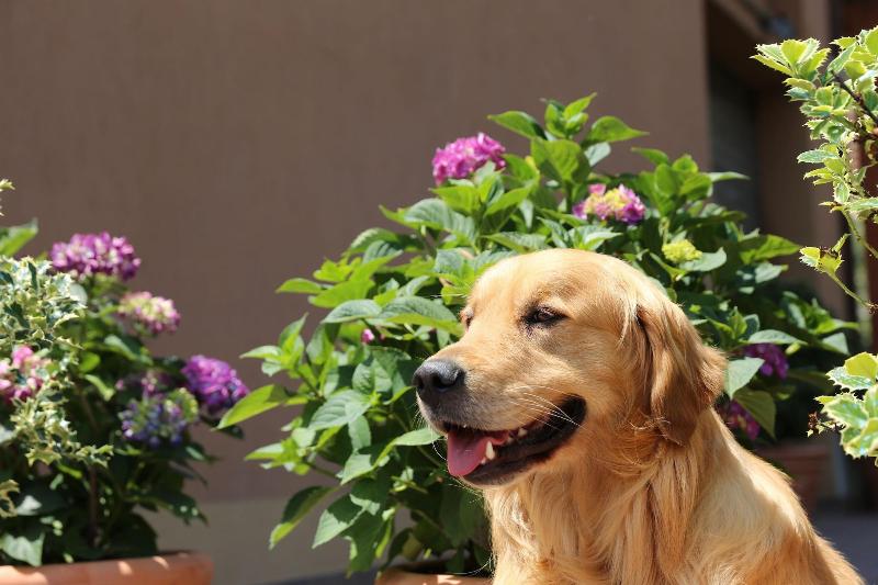 B&B I Fiori di Margherita - Genel