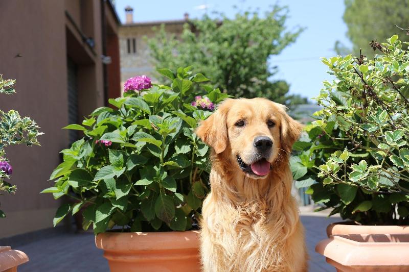 B&B I Fiori di Margherita - Oda
