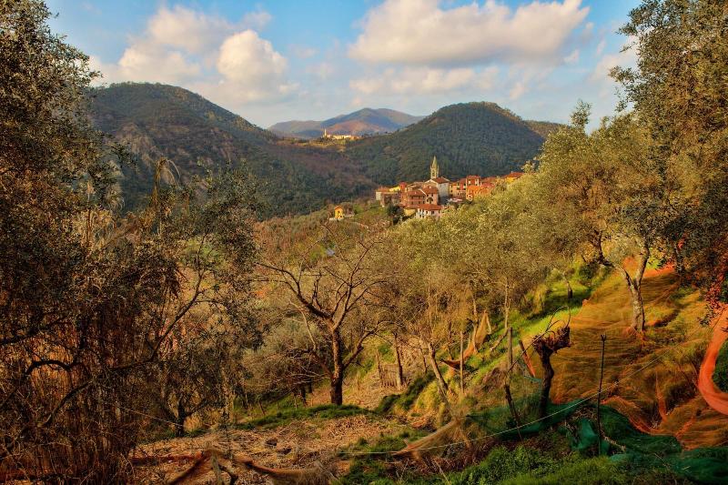 Oasi Verde - Genel