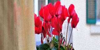B&B Donna Eleonora otel fotoğrafı