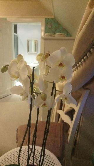 Trinity Boutique B&B fotoÄŸrafÄ±