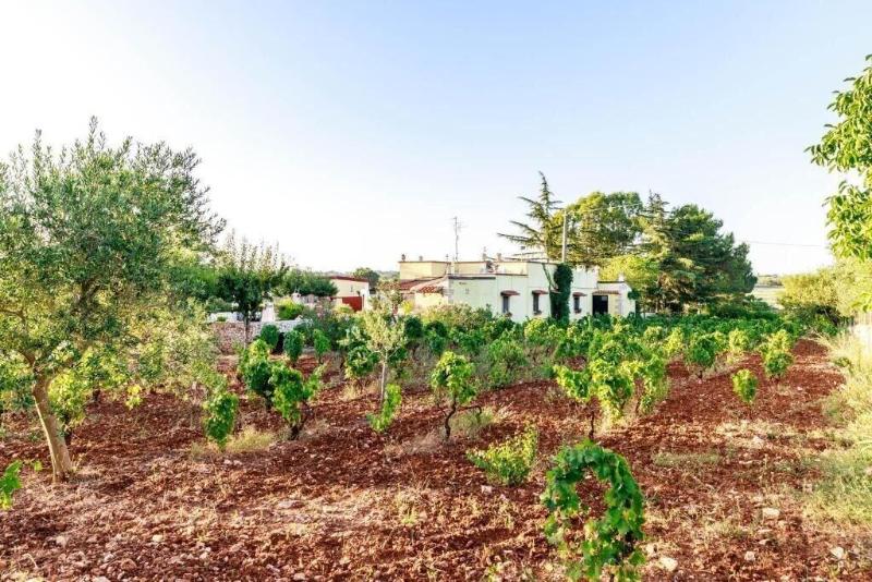 B&B Mandorla Amara - Aktivite
