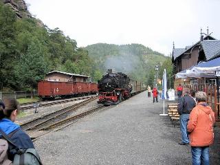 Schwarzer Bär fotoÄŸrafÄ±
