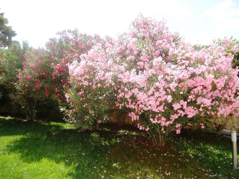 Villa Dafne - Genel