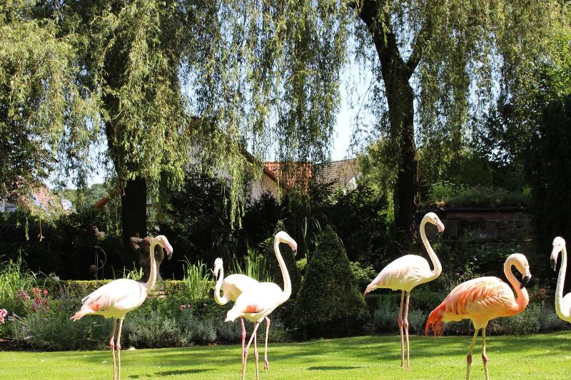 Parkhotel Krone - Genel