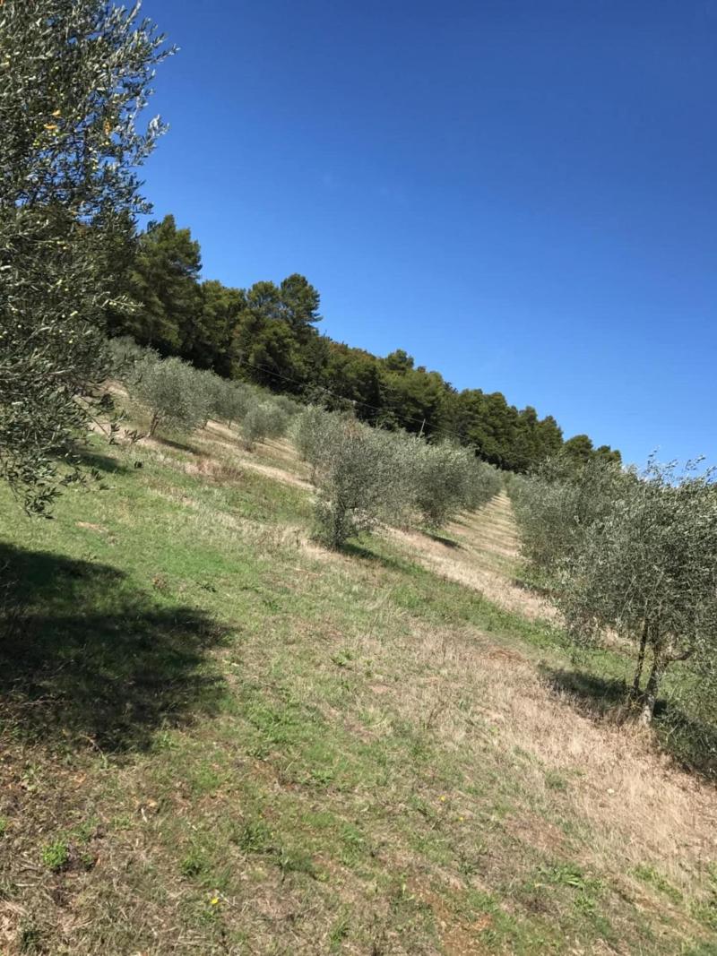 Azienda Agrituristica I Tre Casali - Genel