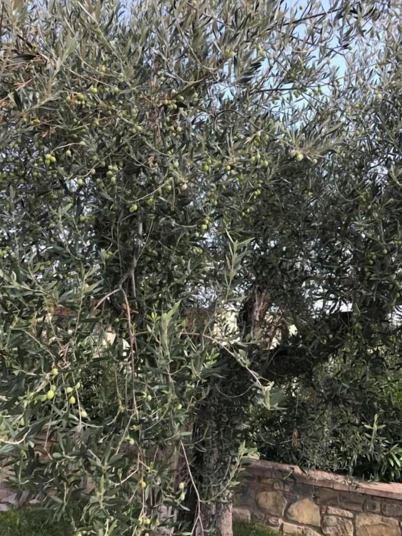 Azienda Agrituristica I Tre Casali - Genel