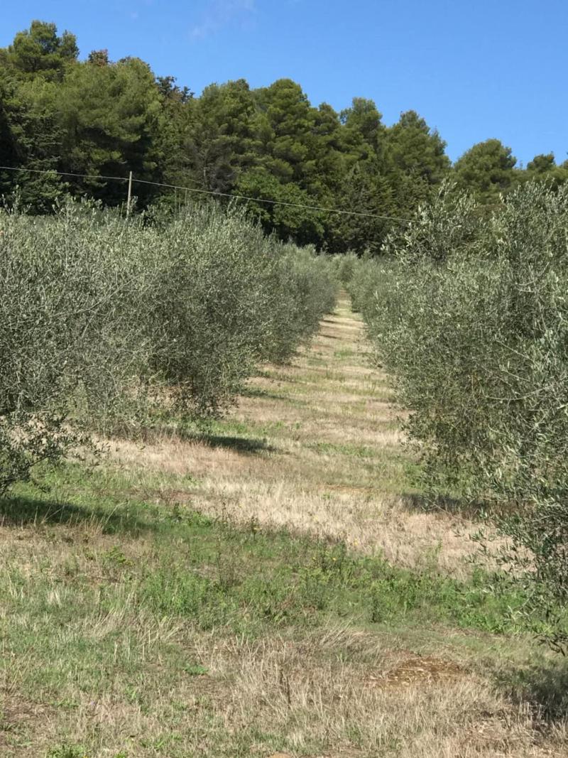 Azienda Agrituristica I Tre Casali - Genel