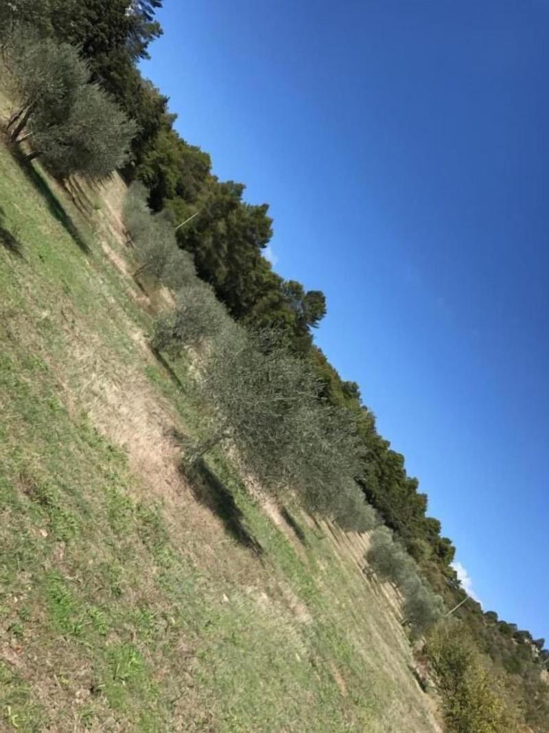 Azienda Agrituristica I Tre Casali - Genel