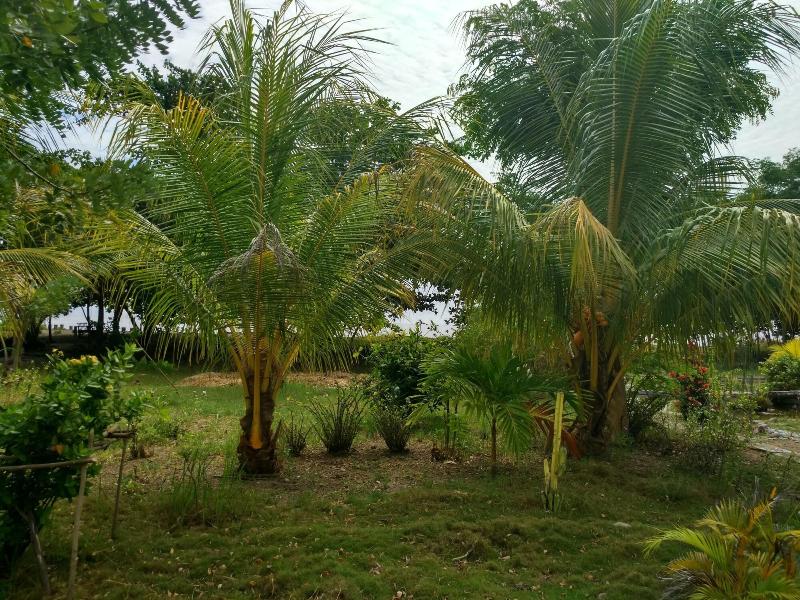 Budi Sun Resort - Genel