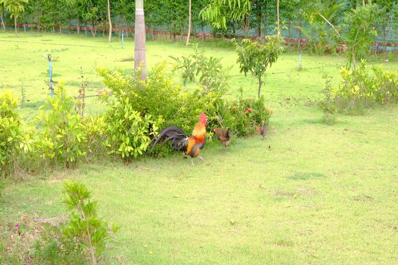 Banmai Hom Resort - Genel