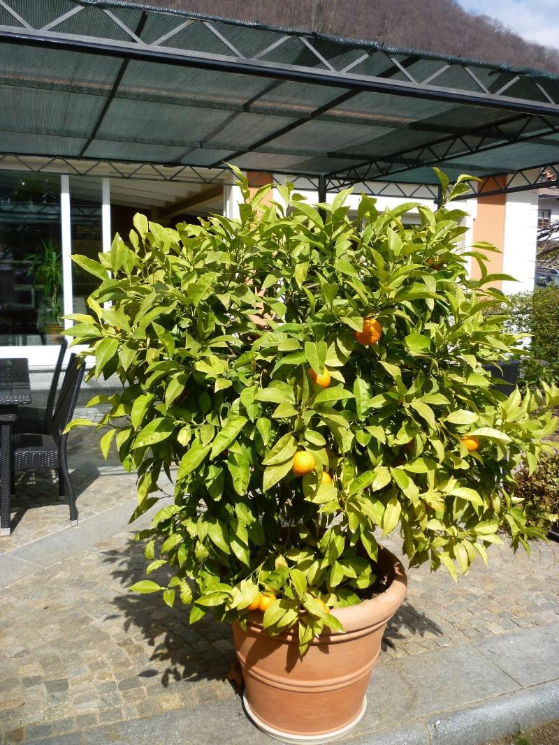 Locanda Dei Pini - Genel