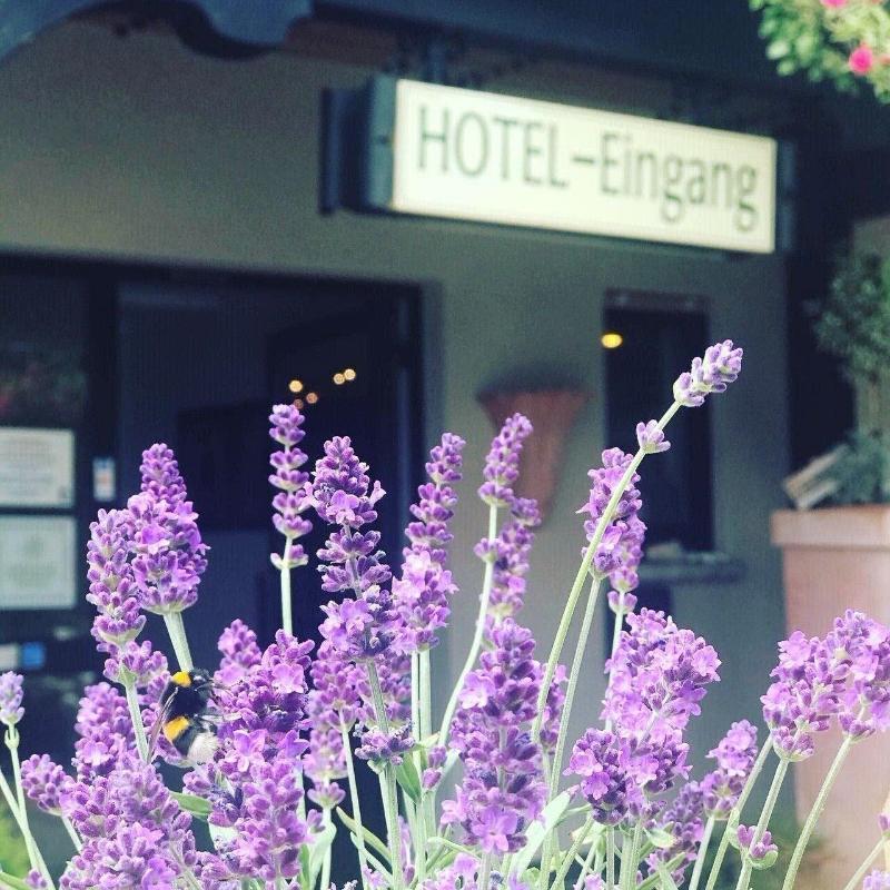 Hotel Zur Krone - Genel
