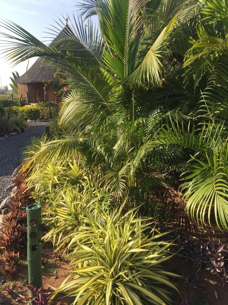 The Orchid Resort & Relax - Genel