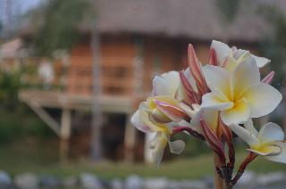 The Orchid Resort & Relax fotoÄŸrafÄ±