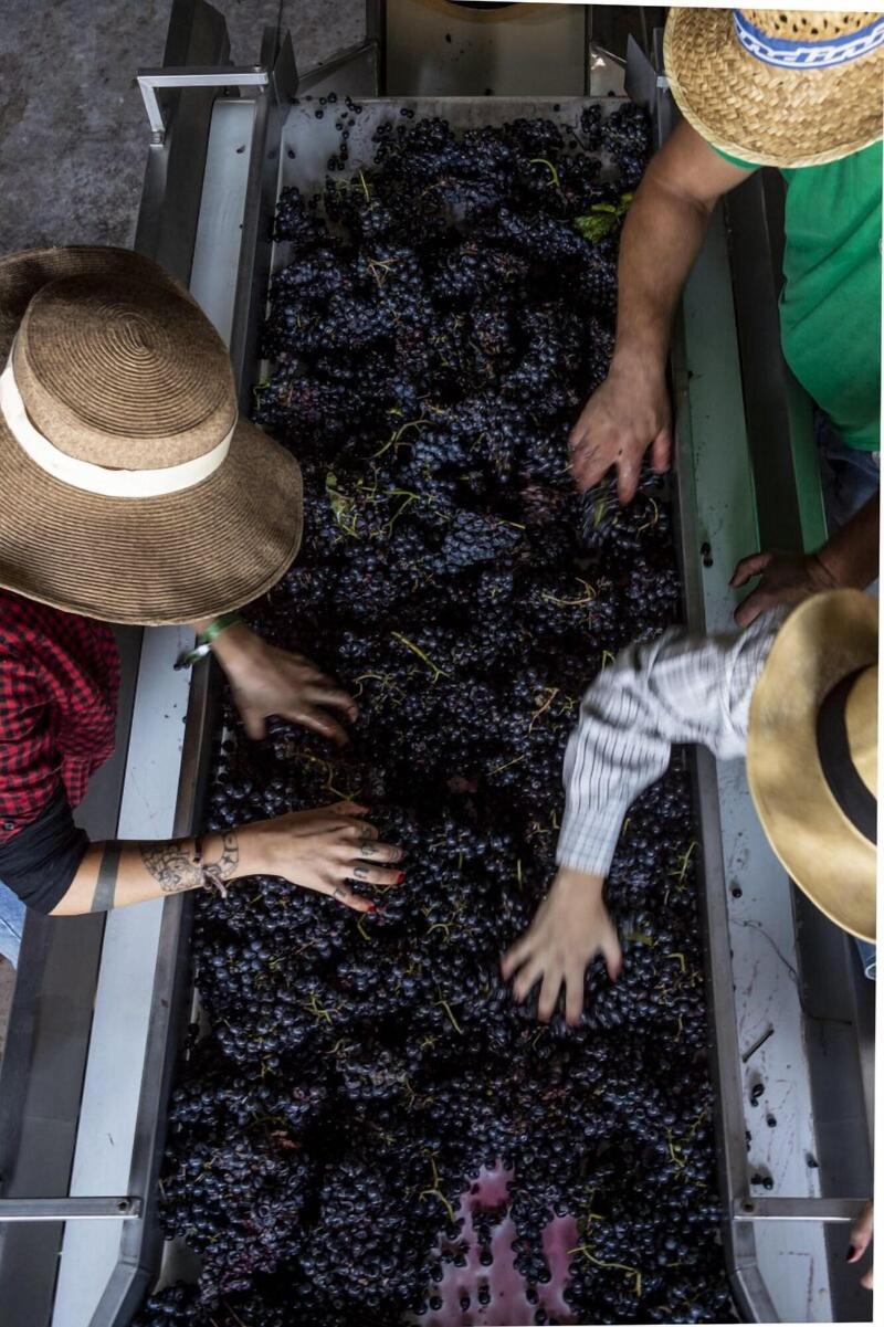 Altarocca Wine Resort - Aktivite