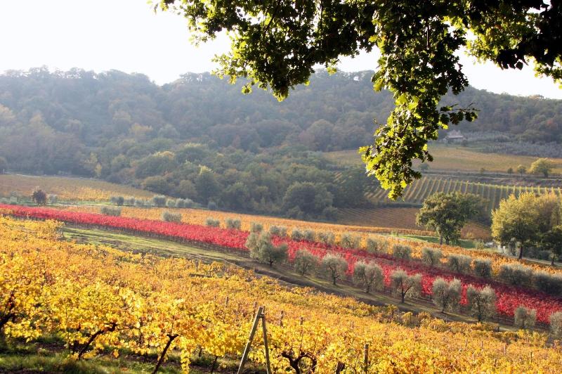Altarocca Wine Resort - Genel