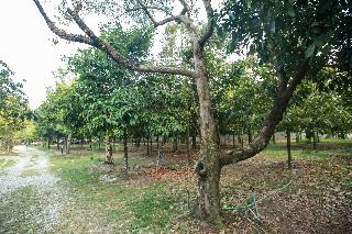 Khao Hin Tang Resort fotoÄŸrafÄ±