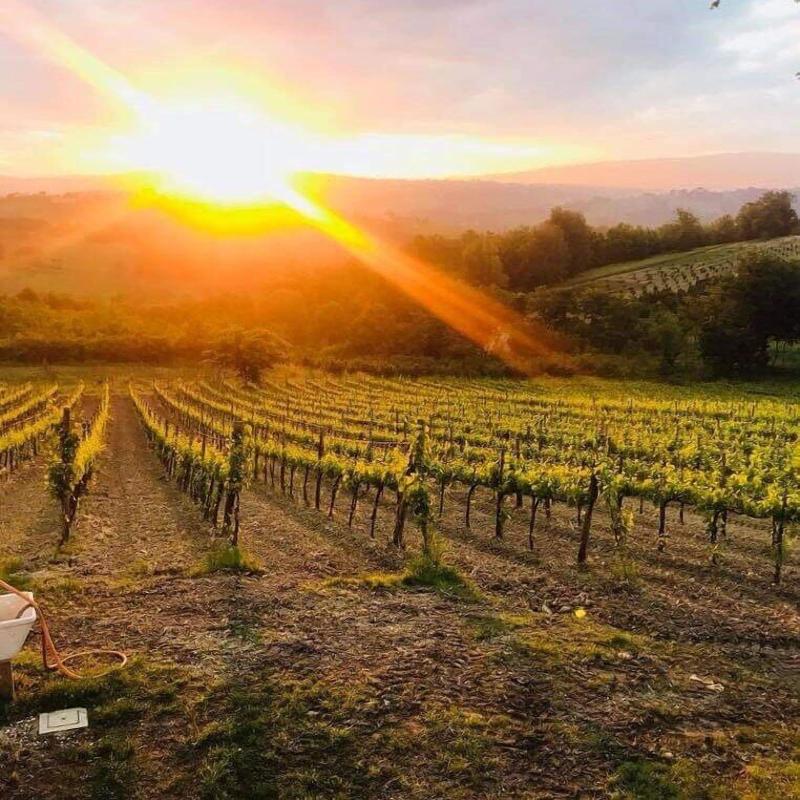 Casale 1921 - Genel