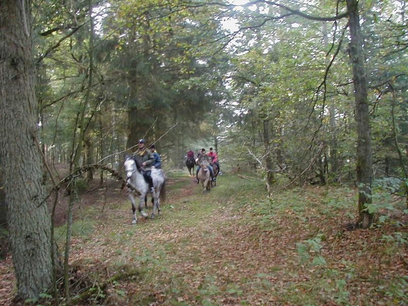 Reiterhof Wollesen - Aktivite