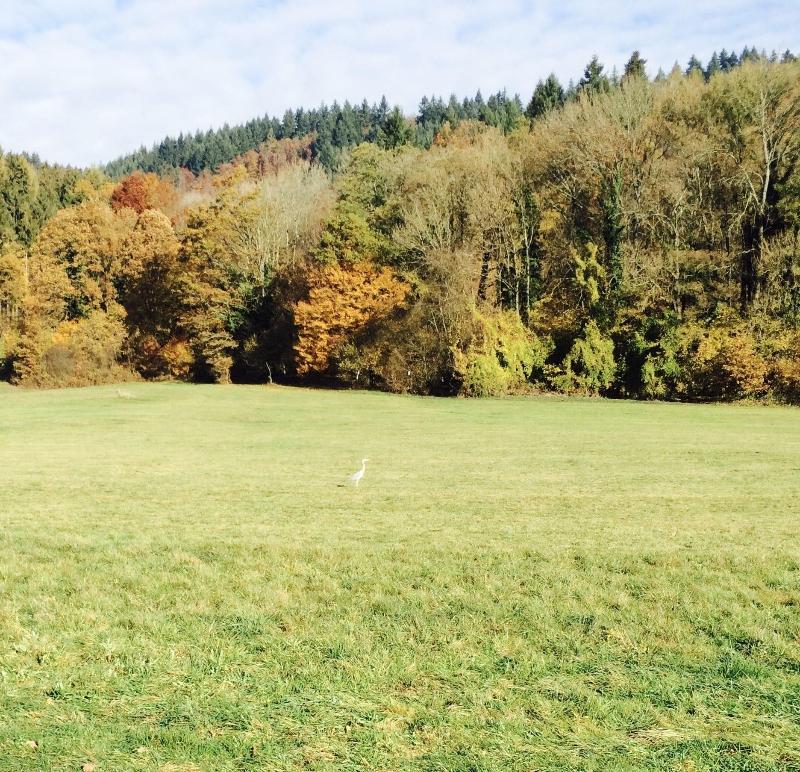 Sapia Hotel Rheinsberg - Oda
