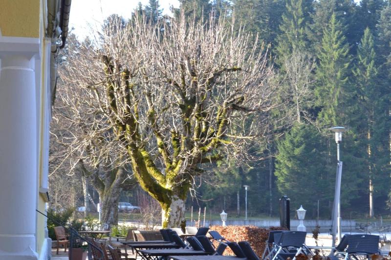 Hotel Waldsee - Restoran