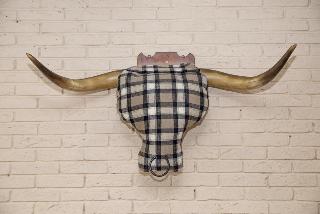 Bulls Head fotoÄŸrafÄ±