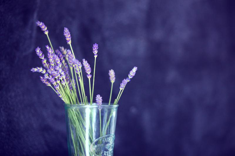Lavender Otel - Genel