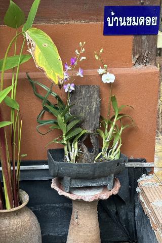 Baansuan Chomchun fotoÄŸrafÄ±