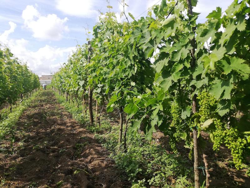 Agriturismo Vivinatura - Aktivite