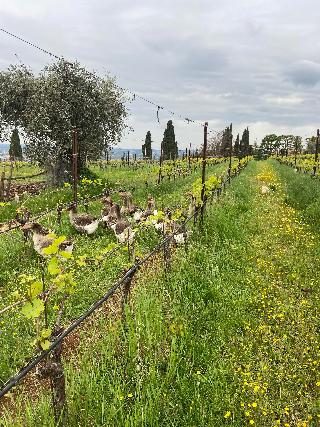 Agriturismo Corte San Mattia fotoÄŸrafÄ±