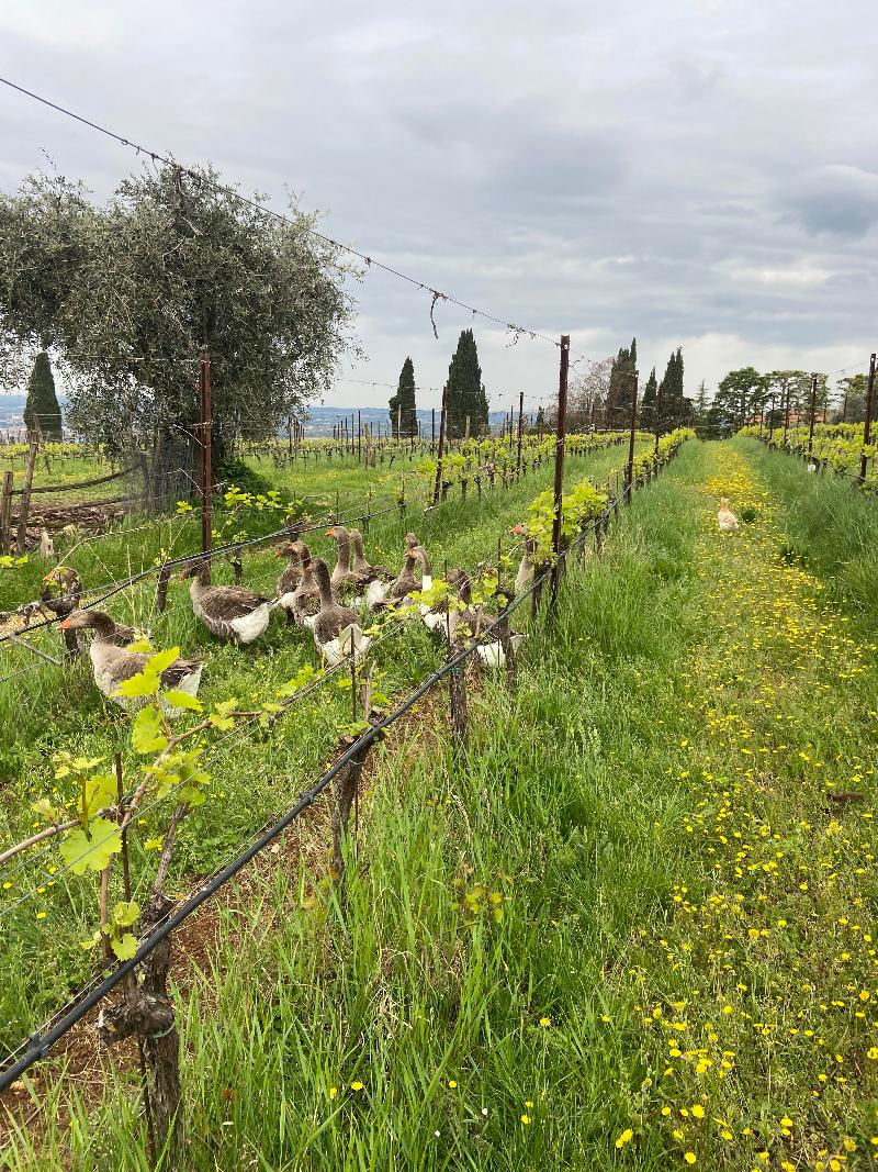 Agriturismo Corte San Mattia - Genel