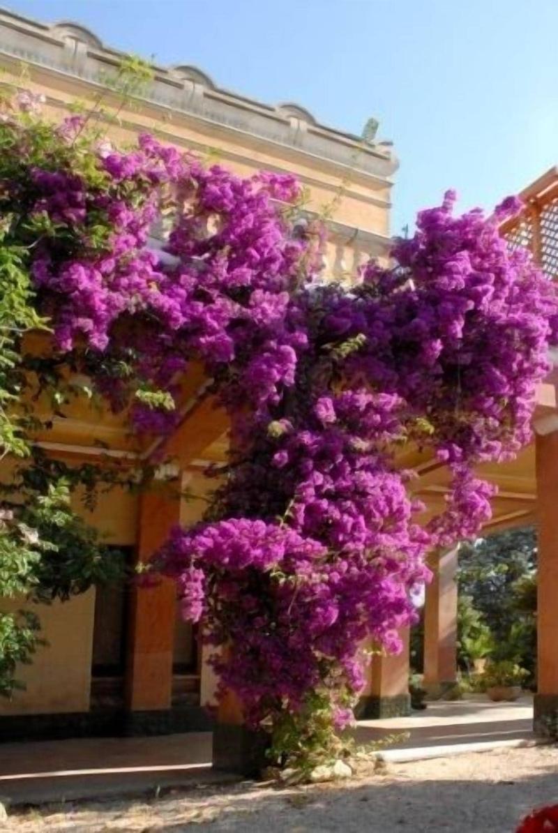 Villarancia â€“ Luxury B&B - Genel