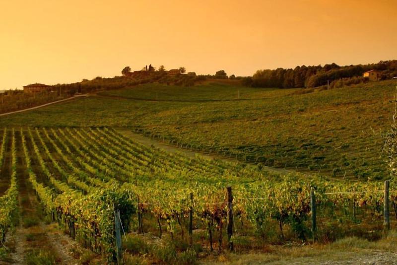 Tenuta di Monaciano - Genel
