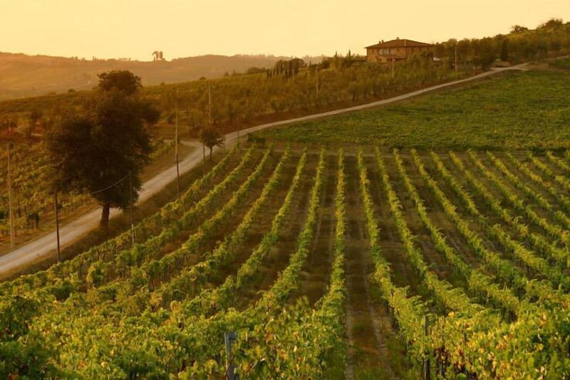 Tenuta di Monaciano - Genel
