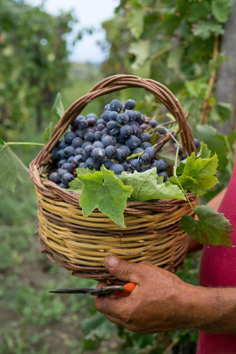 Monaci delle Terre Nere - Aktivite