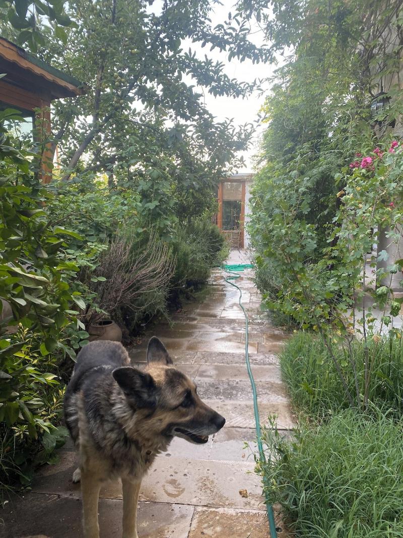 Kemal's Guest House - Genel