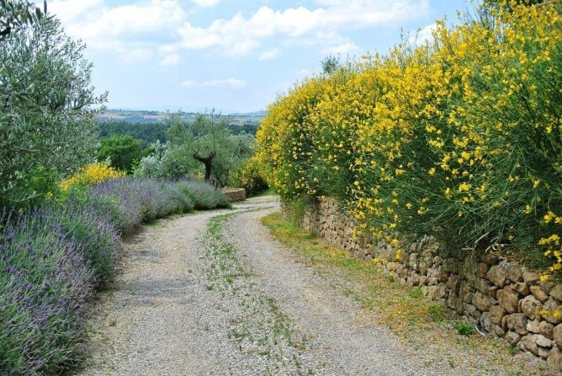 Borgo Sant'Ambrogio Resort - Genel