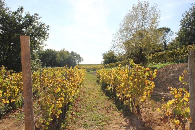 Buonamico Wine Resort - Genel