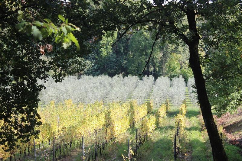 Buonamico Wine Resort - Genel