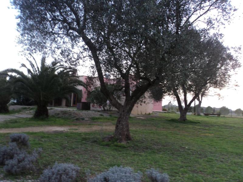 B&B Ulivi d'Argento - Genel