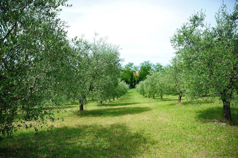 Agriturismo al Colle - Genel