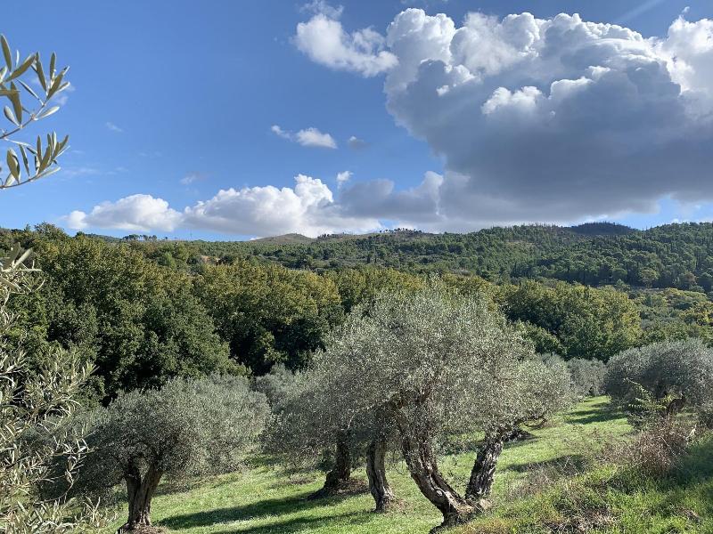 Villa Santa Margherita - Genel