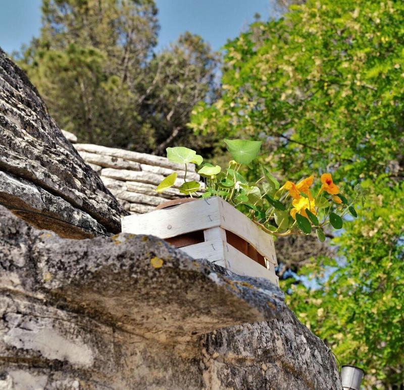 Villa Pesce - Genel