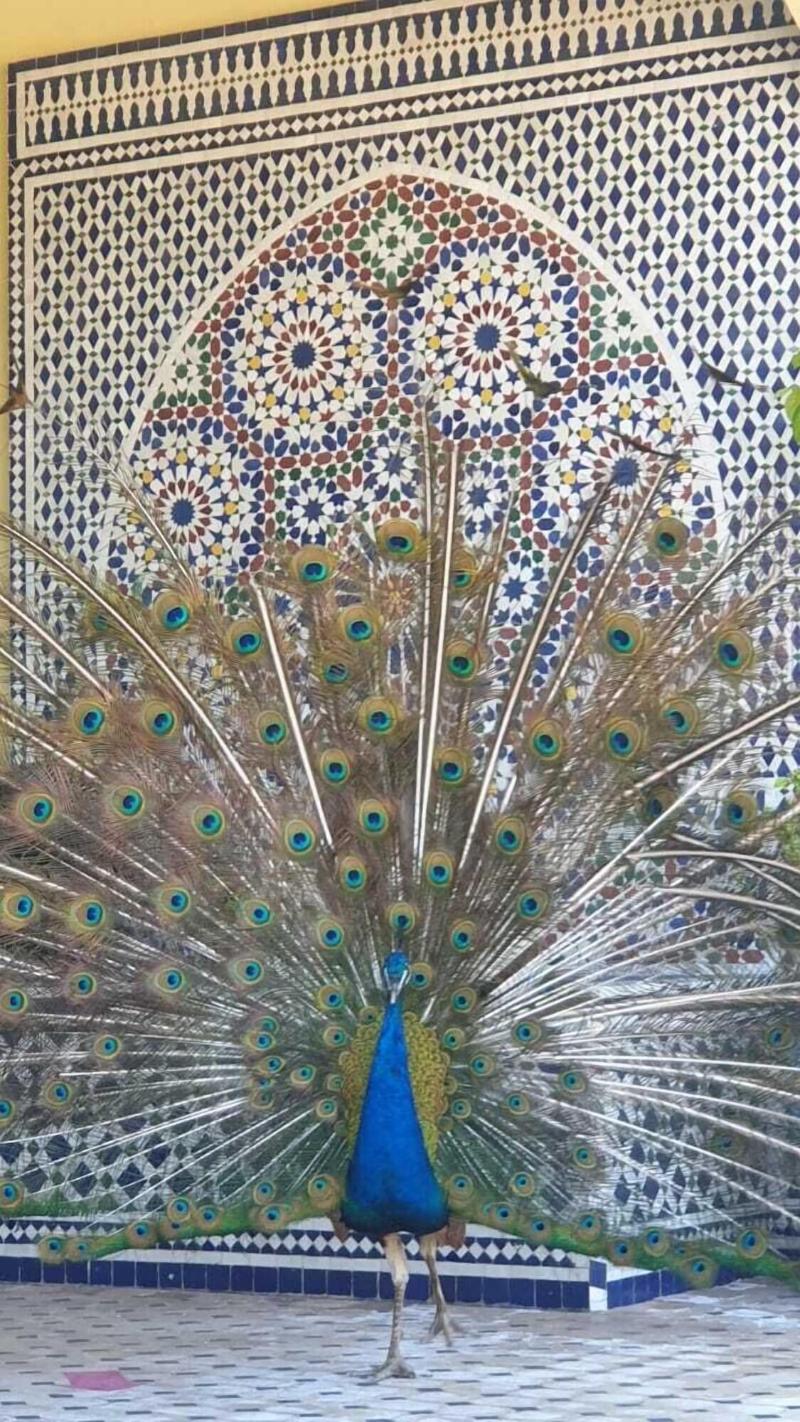 Riad Tanjil - Genel