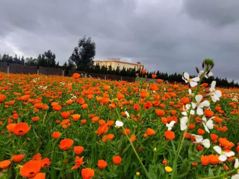 Riad Tanjil - Genel