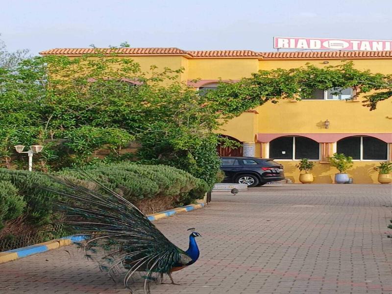 Riad Tanjil - Genel